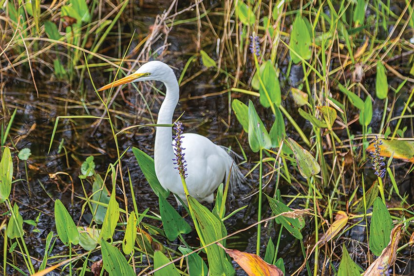 A Great Egret photographed at Corkscrew Swamp Sanctuary.